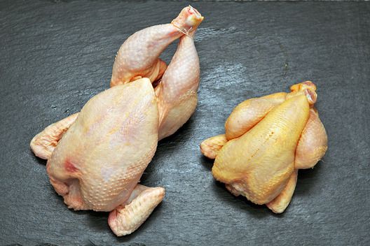 Magyar tanyasi csirke és francia bébi kiskakas 